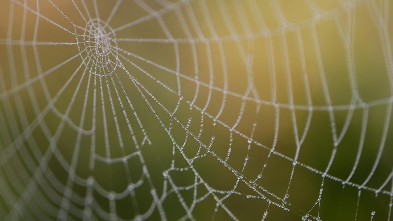 荔枝网六个真正会被用到的功能