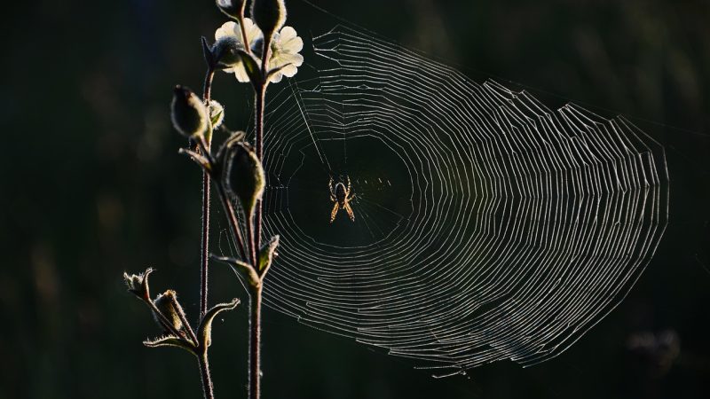 荔枝网 运营手记：这几年看下来，几个反直觉的观察